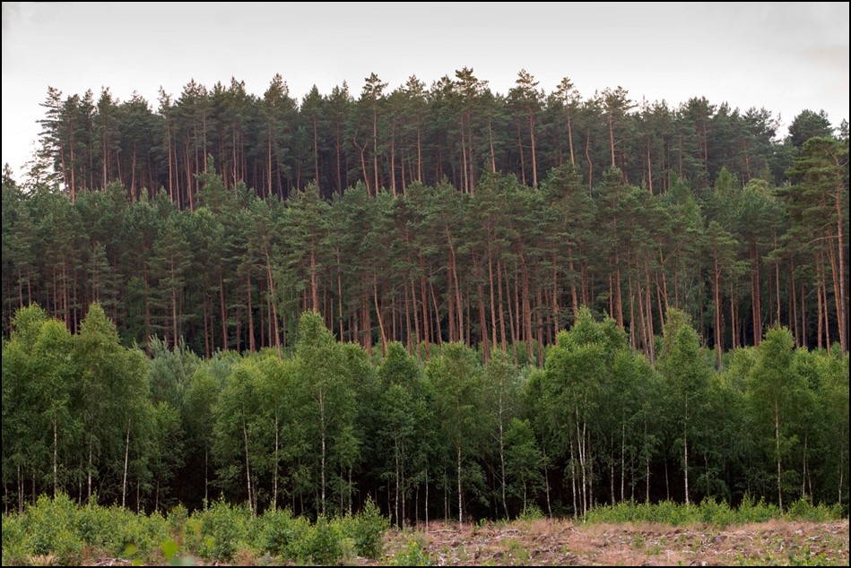 Ogłoszenie - Nabywanie lasów i gruntów przeznaczonych do zalesienia