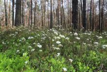 Lasy dla mokradeł – ochrona siedlisk hydrogenicznych na obszarach cennych przyrodniczo